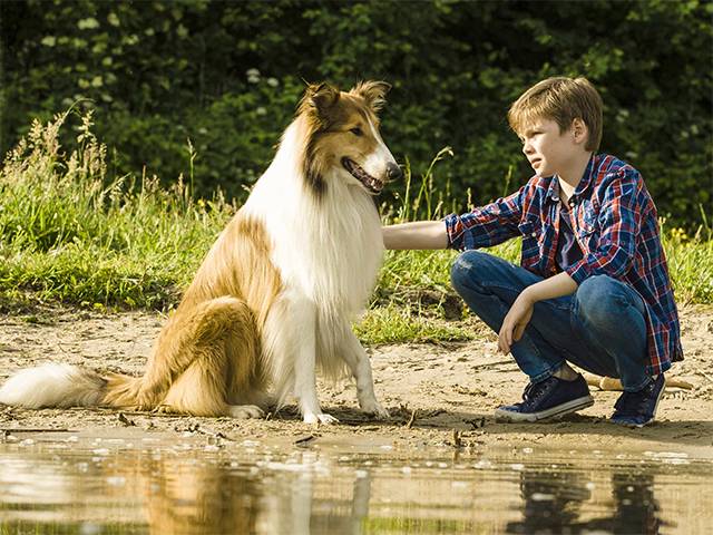 author of lassie come home author of lassie come home